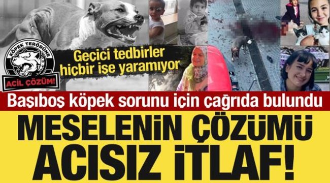 Başıboş köpek sorunu için çağrıda bulundu: Meselenin çözümü acısız itlaf!